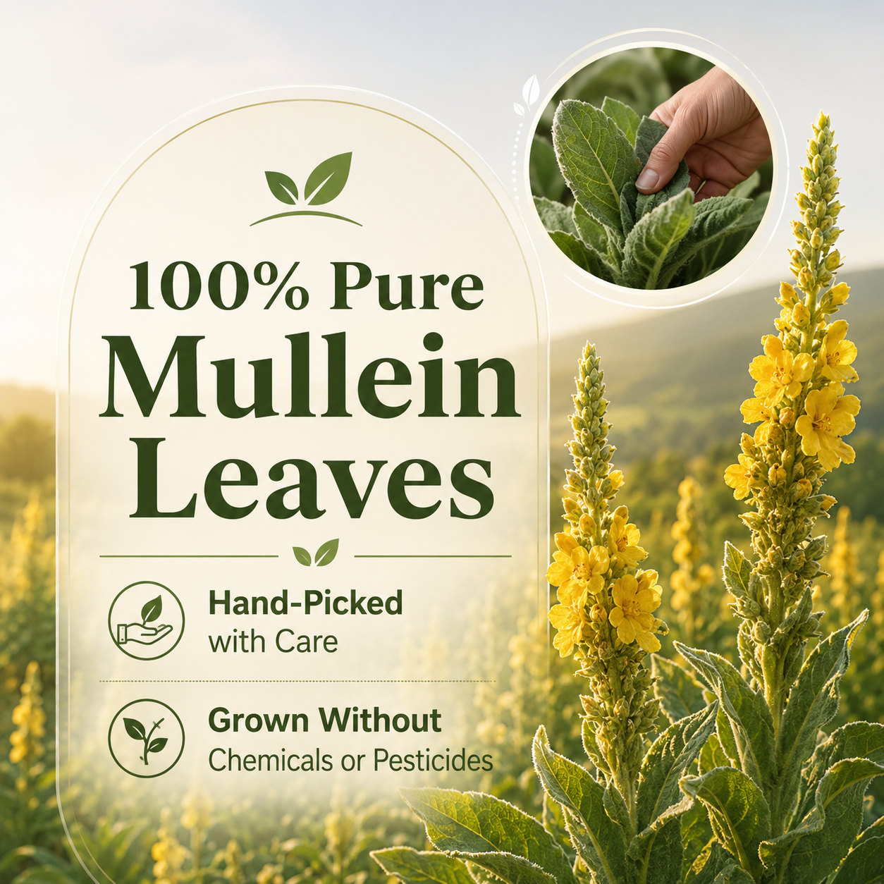 Mullein Leaf Tea Bags - Lungs Cleanse & Respiratory Support| Plastic-Free, Plant-Based Tea Bags, String and Tag, 30 pack Respira Botanicals