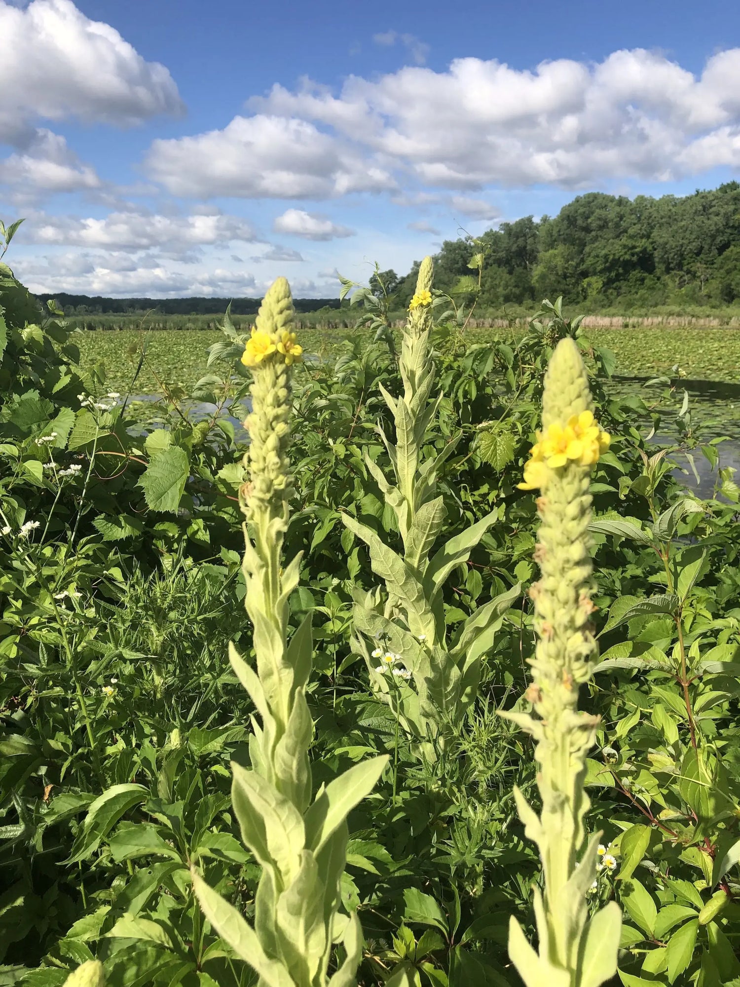 Mullein Leaf Tea – 30 Tea Bags, Plant-Based Respiratory & Lung Support Respira Botanicals